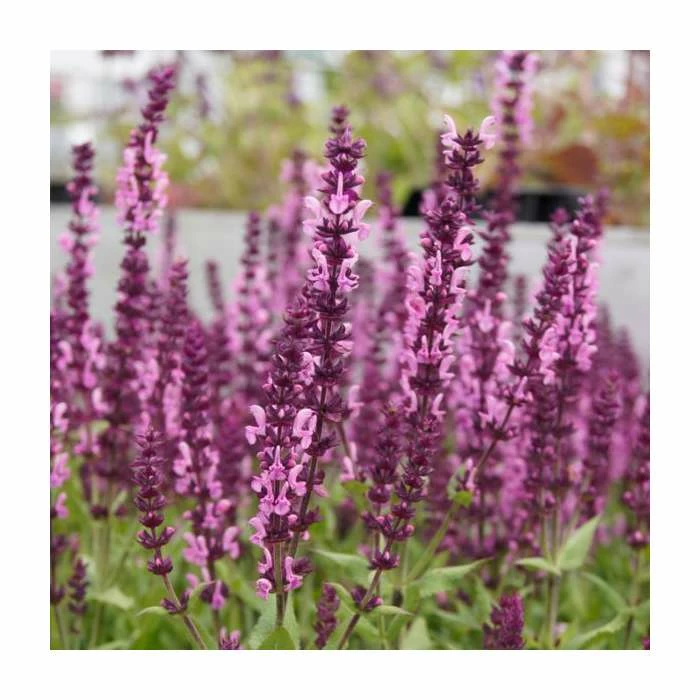 Salvia Sensation 'Deep Rose' | 10.5cm Pot 1 Salvia Sensation 'Deep Rose' | 10.5cm Pot