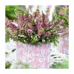 Heather | Erica x darleyensis 'Karmers Rote' | 10.5cm Pot 3 Heather | Erica x darleyensis 'Karmers Rote' | 10.5cm Pot -Pink Plants Shop PL9963 add image 1 3d64