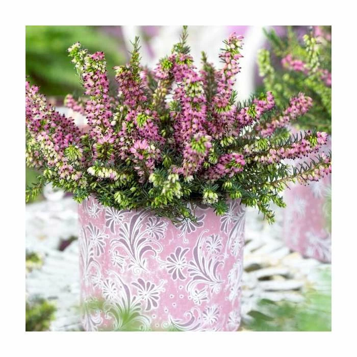 Heather | Erica x darleyensis 'Karmers Rote' | 10.5cm Pot 2 Heather | Erica x darleyensis 'Karmers Rote' | 10.5cm Pot - Image 2