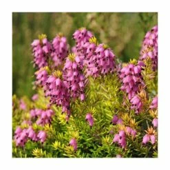 Heather | Erica x darleyensis 'Pink Harmony' | 10.5cm Pot