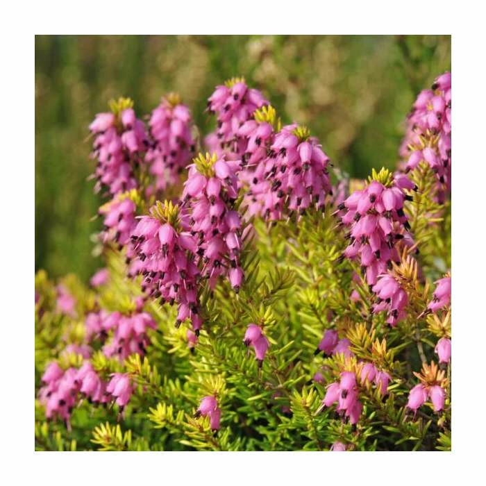 Heather | Erica x darleyensis 'Pink Harmony' | 10.5cm Pot 1 Heather | Erica x darleyensis 'Pink Harmony' | 10.5cm Pot