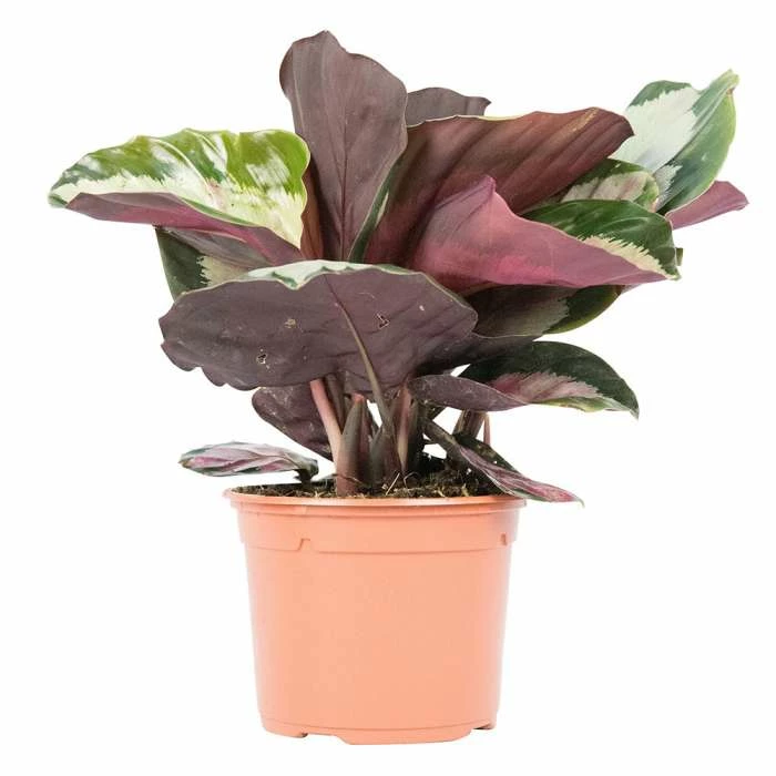 20cm Calathea rosopicta 'Dotty' | Rose Painted Calathea | 13cm Pot 3 20cm Calathea rosopicta 'Dotty' | Rose Painted Calathea | 13cm Pot - Image 3