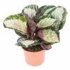 20cm Calathea rosopicta 'Dotty' | Rose Painted Calathea | 13cm Pot