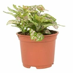 15cm Pink Hypoestes | Pink Polka Dot Plant | 9cm Pot -Pink Plants Shop PL99783 1 b918