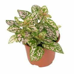15cm Pink Hypoestes | Pink Polka Dot Plant | 9cm Pot -Pink Plants Shop PL99783 image2 1574