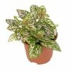15cm Pink Hypoestes | Pink Polka Dot Plant | 9cm Pot