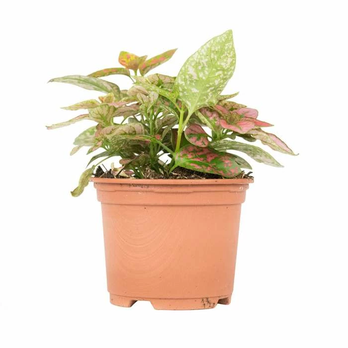 15cm Red Hypoestes | Red Polka Dot Plant | 9cm Pot 3 15cm Red Hypoestes | Red Polka Dot Plant | 9cm Pot - Image 3