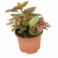 15cm Red Hypoestes | Red Polka Dot Plant | 9cm Pot