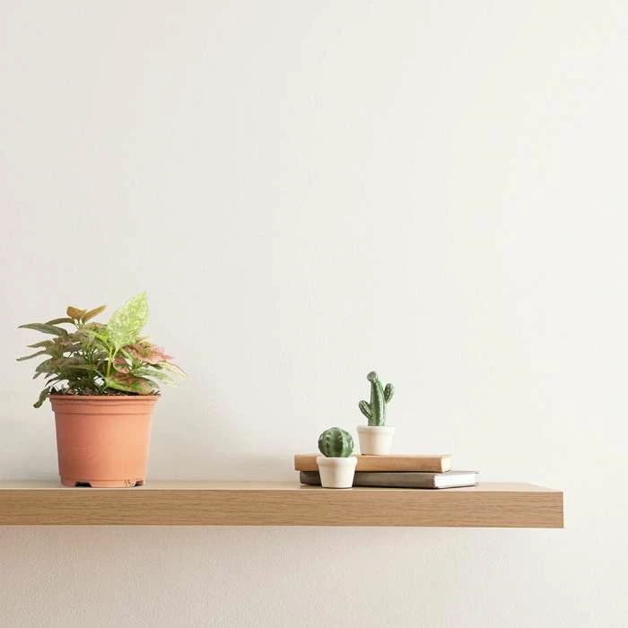 15cm Red Hypoestes | Red Polka Dot Plant | 9cm Pot 2 15cm Red Hypoestes | Red Polka Dot Plant | 9cm Pot - Image 2