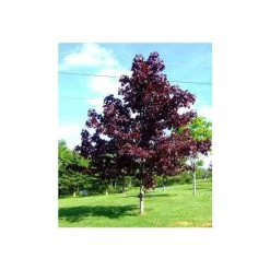 Acer platanoides 'Crimson King' | Purple Norway Maple Tree | 12L Pot | 150-180cm | By Frank P Matthews -Pink Plants Shop TR013012L add image 1 5e2b