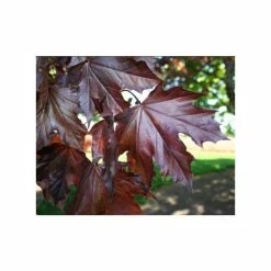 Acer platanoides 'Crimson King' | Purple Norway Maple Tree | 12L Pot | 150-180cm | By Frank P Matthews -Pink Plants Shop TR013012L add image 2 150d
