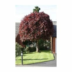 Acer platanoides 'Crimson King' | Purple Norway Maple Tree | 12L Pot | 150-180cm | By Frank P Matthews -Pink Plants Shop TR013012L add image 3 8a40