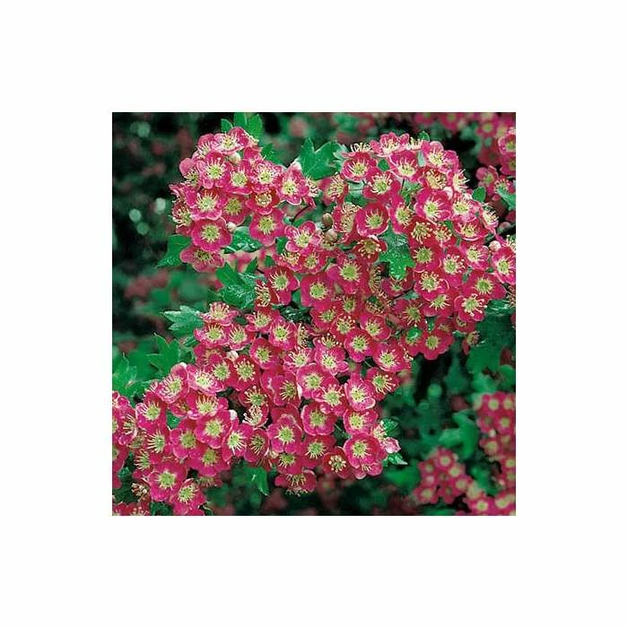 Crataegus laevigata 'Crimson Cloud'| Hawthorn Tree | 12L Pot | 150-180cm| By Frank P Matthews 2 Crataegus laevigata 'Crimson Cloud'| Hawthorn Tree | 12L Pot | 150-180cm| By Frank P Matthews - Image 2