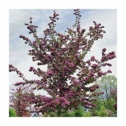 Crataegus laevigata 'Pauls Scarlet' | Hawthorn Tree 10 Crataegus laevigata 'Pauls Scarlet' | Hawthorn Tree -Pink Plants Shop TR01399L add image 2 2cc8