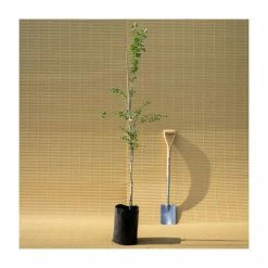 Crataegus laevigata 'Pauls Scarlet' | Hawthorn Tree 13 Crataegus laevigata 'Pauls Scarlet' | Hawthorn Tree -Pink Plants Shop TR01399L add image 5 7d98