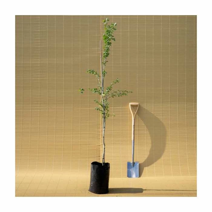 Crataegus laevigata 'Pauls Scarlet' | Hawthorn Tree 7 Crataegus laevigata 'Pauls Scarlet' | Hawthorn Tree - Image 7