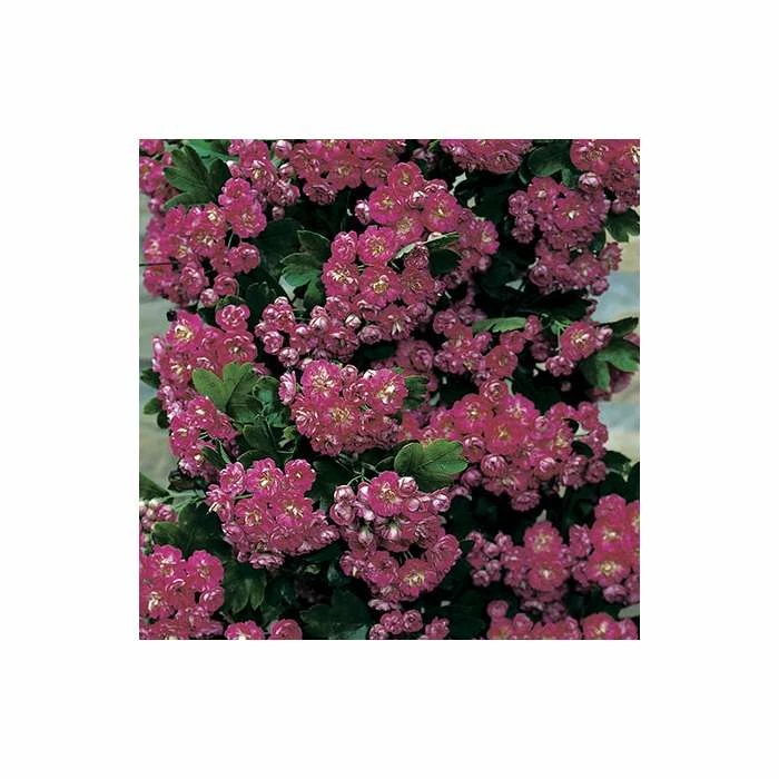 Crataegus laevigata 'Pauls Scarlet' | Hawthorn Tree 2 Crataegus laevigata 'Pauls Scarlet' | Hawthorn Tree - Image 2