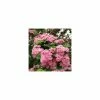 Crataegus laevigata 'Rosea Flore Pleno' | Hawthorn Tree