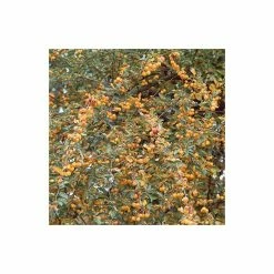 Malus 'Butterball' | Crab Apple Tree | 9L Pot | 12L Pot | 150-180cm | By Frank P Matthews 9 Malus 'Butterball' | Crab Apple Tree | 9L Pot | 12L Pot | 150-180cm | By Frank P Matthews -Pink Plants Shop TR015312L add image 2 1ab6