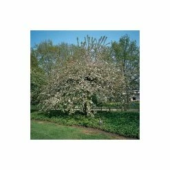 Malus 'Butterball' | Crab Apple Tree | 9L Pot | 12L Pot | 150-180cm | By Frank P Matthews 11 Malus 'Butterball' | Crab Apple Tree | 9L Pot | 12L Pot | 150-180cm | By Frank P Matthews -Pink Plants Shop TR015312L add image 4 5c5a