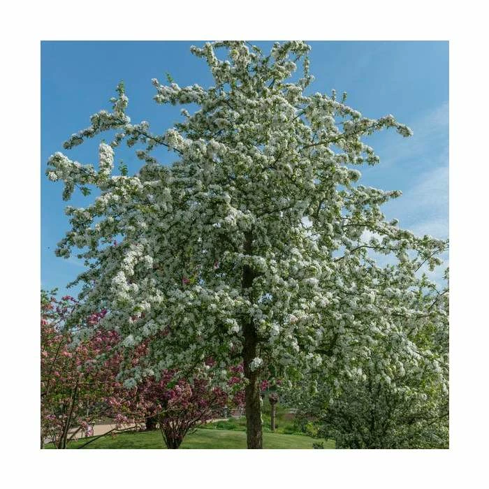 Malus 'Butterball' | Crab Apple Tree | 9L Pot | 12L Pot | 150-180cm | By Frank P Matthews 1 Malus 'Butterball' | Crab Apple Tree | 9L Pot | 12L Pot | 150-180cm | By Frank P Matthews