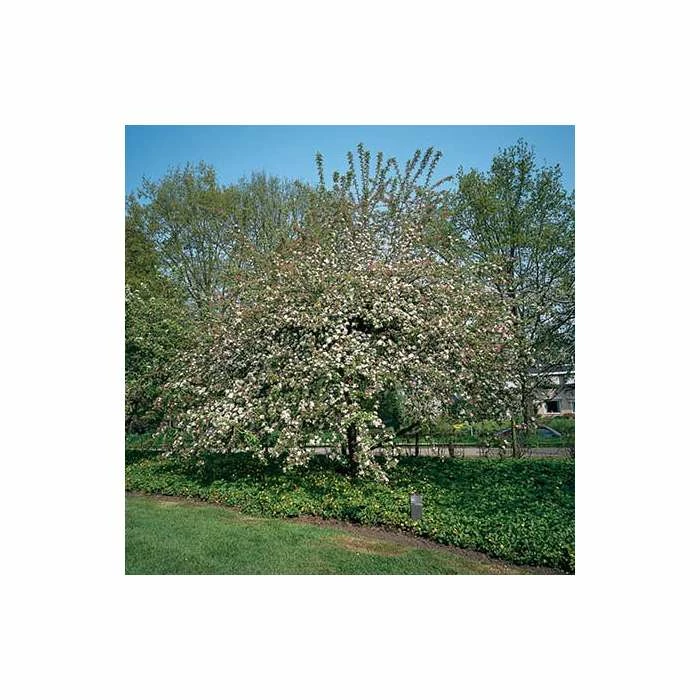 Malus 'Butterball' | Crabapple Tree 7 Malus 'Butterball' | Crabapple Tree - Image 7