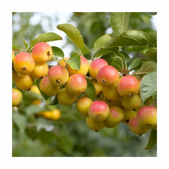 Malus 'Butterball' | Crabapple Tree 2 Malus 'Butterball' | Crabapple Tree - Image 2