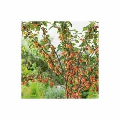 Malus 'Evereste' | Crab Apple Tree | 12L Pot | 150-180cm | By Frank P Matthews -Pink Plants Shop TR015412L add image 1 cd10
