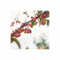 Malus 'Evereste' | Crab Apple Tree | 12L Pot | 150-180cm | By Frank P Matthews -Pink Plants Shop TR015412L add image 2 fa6f