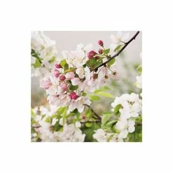 Malus 'Evereste' | Crab Apple Tree | 12L Pot | 150-180cm | By Frank P Matthews -Pink Plants Shop TR015412L add image 4 2e79