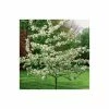 Malus 'Evereste' | Crab Apple Tree | 12L Pot | 150-180cm | By Frank P Matthews