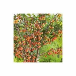 Malus 'Evereste' | Crabapple Tree -Pink Plants Shop TR0154 add image 3 e3ea