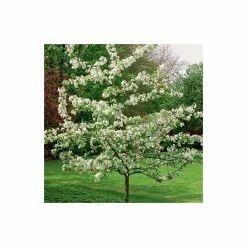 Malus 'Evereste' | Crabapple Tree