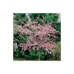 Malus floribunda | Crabapple Tree -Pink Plants Shop TR01559L add image 1 c451