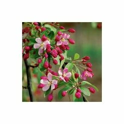 Malus floribunda | Crabapple Tree -Pink Plants Shop TR01559L add image 2 da00