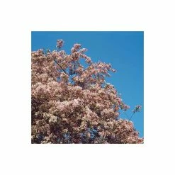 Malus floribunda | Crabapple Tree -Pink Plants Shop TR01559L add image 3 8d5e