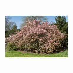 Malus floribunda | Crabapple Tree -Pink Plants Shop TR01559L add image 5 3cbb