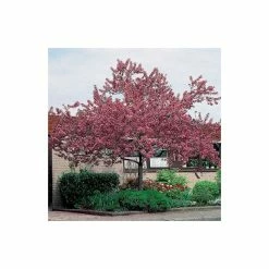 Malus floribunda | Crabapple Tree