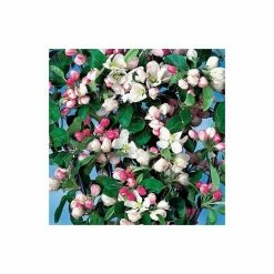 Malus x atrosanguinea 'Gorgeous' | Crab Apple Tree | 12L Pot | 150-180cm | By Frank P Matthews -Pink Plants Shop TR015612L add image 1 d80b