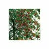 Malus x atrosanguinea 'Gorgeous' | Crab Apple Tree | 12L Pot | 150-180cm | By Frank P Matthews