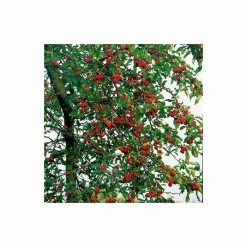 Malus x atrosanguinea 'Gorgeous' | Crab Apple Tree | 12L Pot | 150-180cm | By Frank P Matthews