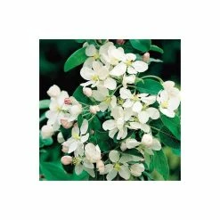 Malus x atrosanguinea 'Gorgeous' | Crabapple Tree -Pink Plants Shop TR0156 add image 2 28fa