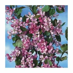 Malus x purpurea 'Neville Copeman' | Crabapple Tree -Pink Plants Shop TR01629L add image 1 4b2d