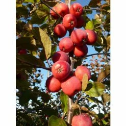 Malus x purpurea 'Neville Copeman' | Crabapple Tree -Pink Plants Shop TR01629L add image 2 7f33