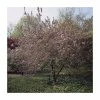 Malus x purpurea 'Neville Copeman' | Crabapple Tree