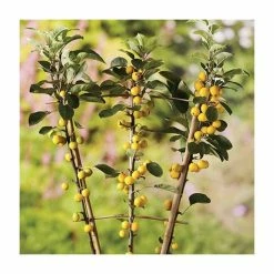 Malus x zumi 'Golden Hornet' | Crab Apple Tree | 12L Pot | 150-180cm | By Frank P Matthews -Pink Plants Shop TR016612L add image 1 f59e