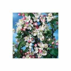 Malus x zumi 'Golden Hornet' | Crabapple Tree 11 Malus x zumi 'Golden Hornet' | Crabapple Tree -Pink Plants Shop TR0166 add image 3 d184