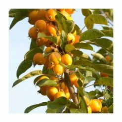 Malus x zumi 'Golden Hornet' | Crabapple Tree 12 Malus x zumi 'Golden Hornet' | Crabapple Tree -Pink Plants Shop TR0166 add image 4 6ee5