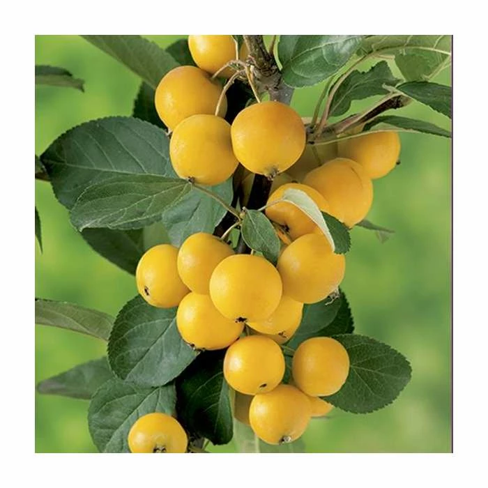 Malus x zumi 'Golden Hornet' | Crabapple Tree 2 Malus x zumi 'Golden Hornet' | Crabapple Tree - Image 2