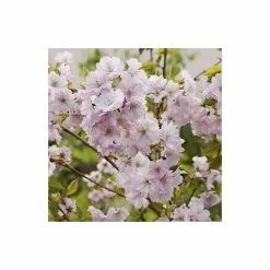 Prunus 'Accolade' | Cherry Blossom Tree | 12L Pot | 150-180cm | By Frank P Matthews -Pink Plants Shop TR016812L add image 2 da93